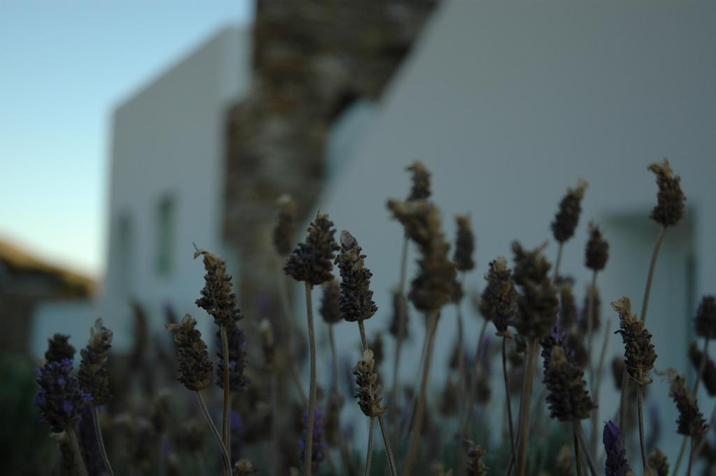St George Antiparos Apartments And Studios Agios Georgios  ภายนอก รูปภาพ